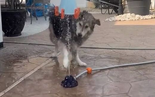 The Perfect Summer Dog Toy: A Water-Spraying Rocket!!