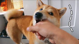The Shiba Inu is so happy to see its owner get home 