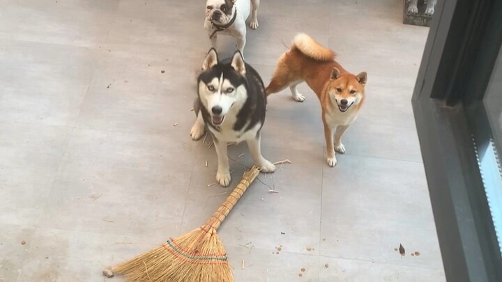 Dahuang, you’re a total dog too!