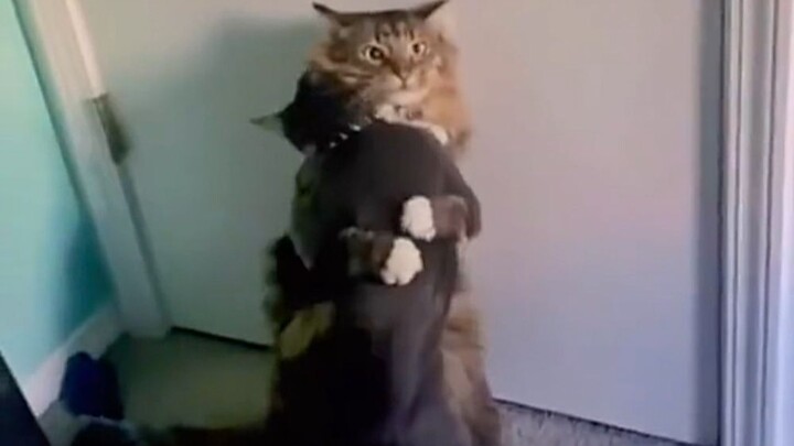 Don’t even try to understand a cat’s thought process.