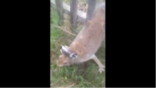 Rabbit Rescued After It Is Stuck In Fence