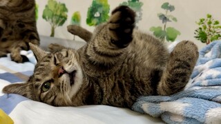 Suara meong kucing liar terdengar seperti suara keledai, tetapi manusia tidak menyukainya, jadi ia b