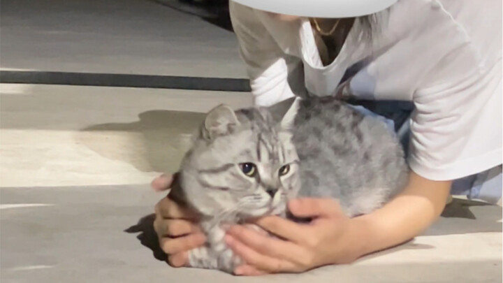 Bưng mèo! Lần này bưng bằng tay không