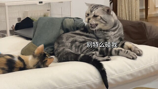 当我捡了只美女三花猫，我家公猫…