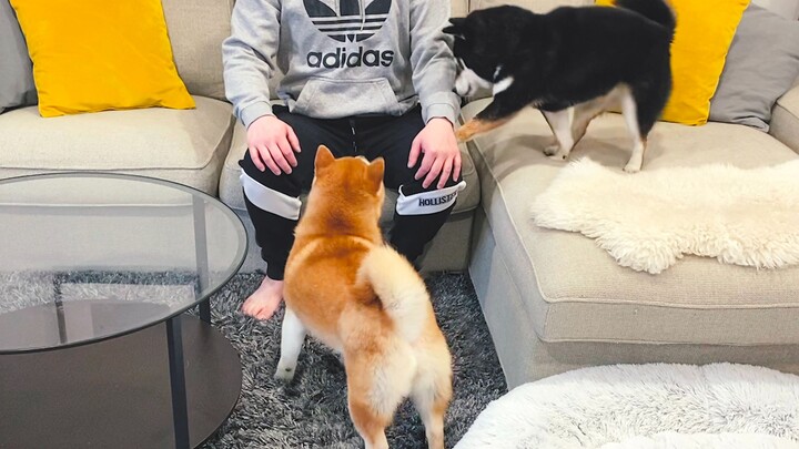 ท้ากลับบ้านโดยไม่แตะหมา ชิบะจะมีปฏิกิริยายังไง?