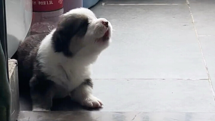 My bestie’s puppy starts barking as soon as it gets home—what should I do?