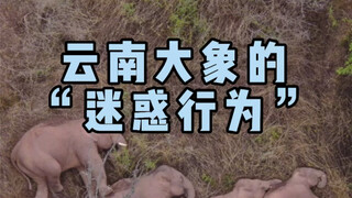 Hành vi khó hiểu của loài voi Vân Nam