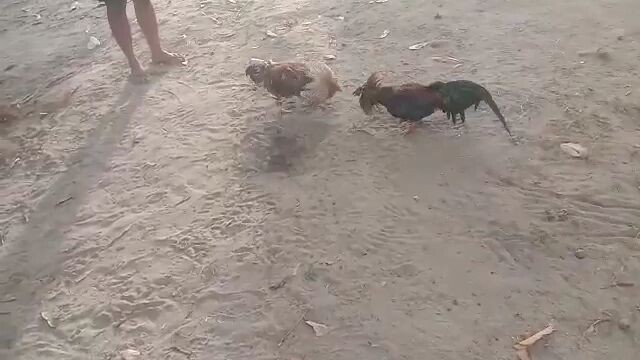 practice lang daw sila