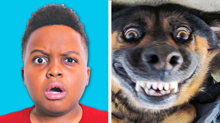 FUNNIEST ANIMALS SKITS 🐶Try Not To Laugh - Shiloh and Shasha - Onyx Kids