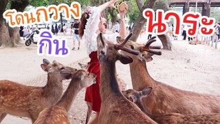 โดนกวางที่นาระกิน !!! แต่นาระไม่ได้มีแค่กวางนะ  奈良を満喫