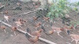 Pullets for Late Born Season