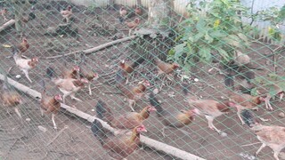 Pullets for Late Born Season