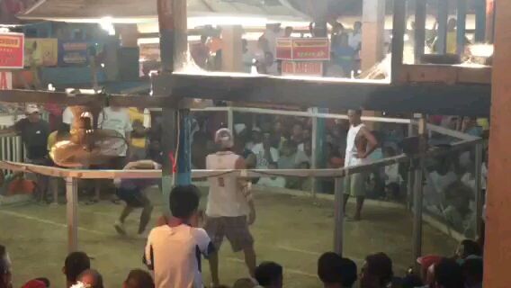 kahit malayo todo suporta tayo sa breeding natin"10 months peruvian" winner