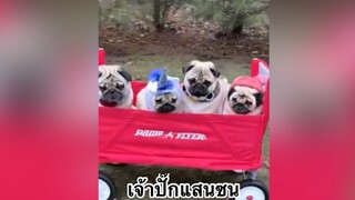 เพื่อนตัวน้อย สัตว์เลี้ยงแสนซน : เจ้าปั๊กแสนซน
