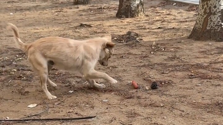 So it turns out little dogs really do do the harvest dance when they’re happy!