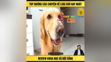 Top những câu chuyện về loài chó 🐶 hay nhất reviewphimhay nntreview2 mereviewphim TVSHOWHAY