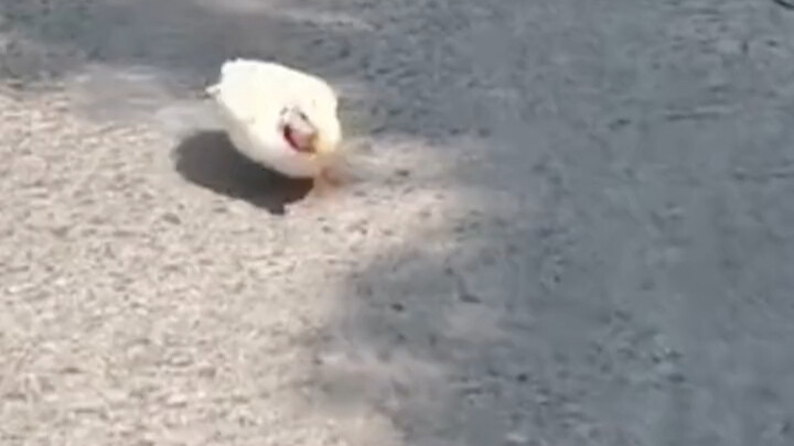 A prospective liberal arts graduate brings a duck back to school. It’s hard to do an internship alon