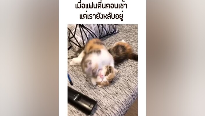 ไม่เคยได้นอนแบบสงบสุข 😂 แฟน รัก ตลก ตลกๆ ฮาๆ tiktok แมว cat kitten