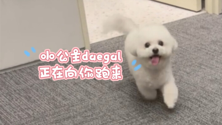 【โรแจมิน จงเฉินเล่อ Daegal】ฉันประกาศเลยว่า Daegal คือลูกหมาที่น่ารัก สวย ฉลาด และปลอบประโลมใจที่สุดใ