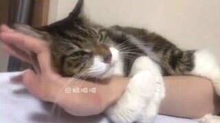 “Kucing: Pria kamu memanggilku sayang”