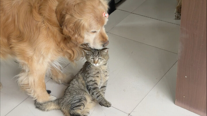 The dog brought another cat back in its mouth.