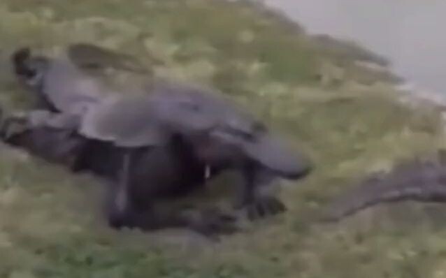 التمساح: أخفتني حتى الموت، كيف يقف هذا التمساح؟