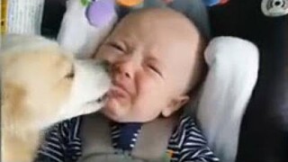 เด็กน่ารักเล่นกับ DOGS