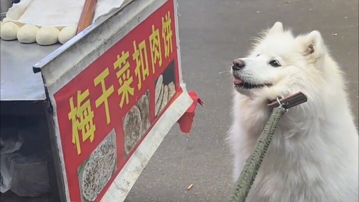 Dog: I’m not leaving until you buy it—anyway, the one who ends up looking bad is you.