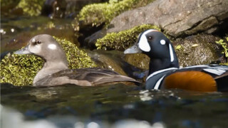 Have you ever seen a real ugly duckling? The mallard—an animal under national third-level protection