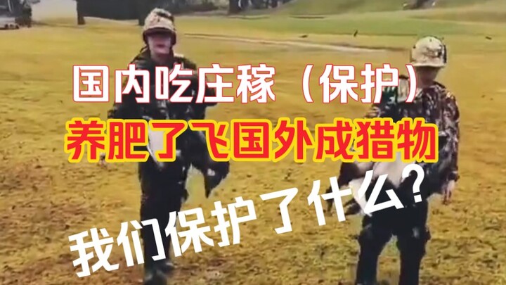 China feeds the domestic market while foreign markets reap the profits! Large-scale farms.