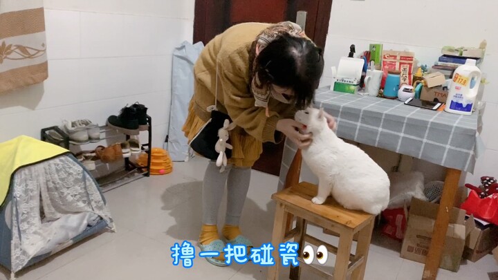 沪漂女孩真实的下班生活，不蹦迪不唱K，洗衣拖地撸猫