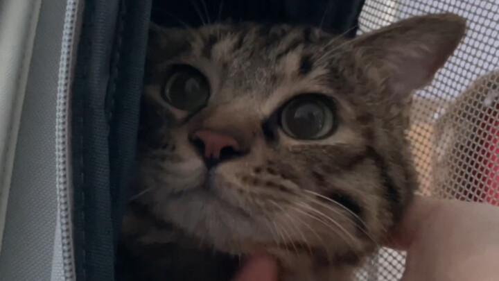 After 456 days of acupuncture with a paralyzed kitten, she started to learn to use her hind legs to 
