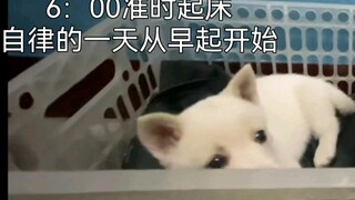 A self-disciplined day for the little puppy, saying no to anxiety 【A Dream in This World】【Masked Bir