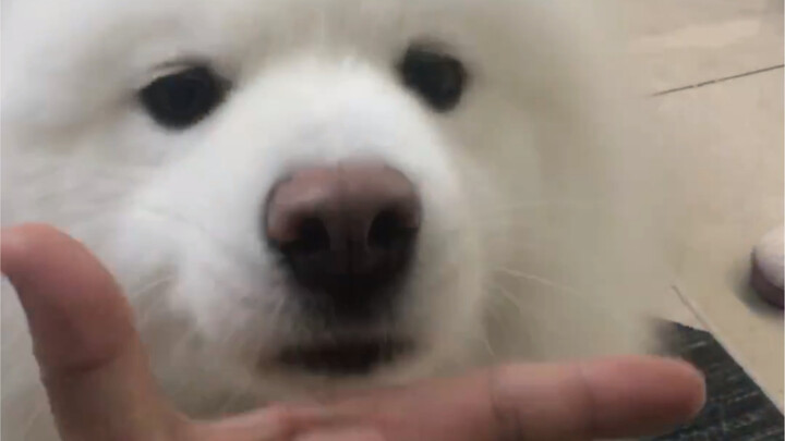 No matter how much you wreck the house, as long as you master this trick, you won’t get beaten up!