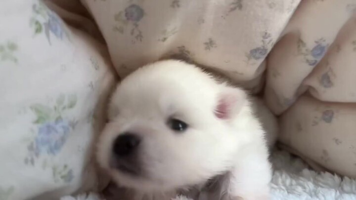 The puppy who doesn’t want to leave the bed