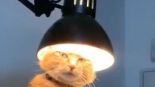 Cat: What are you staring at? Can't you see I'm getting my hair done?