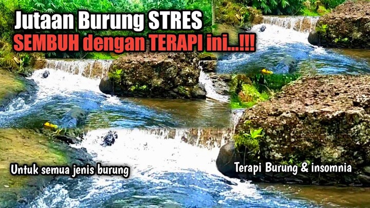 TERAPI BURUNG STRES SANGAT AMPUH‼️Untuk semua jenis burung