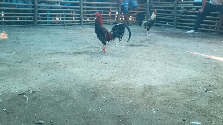 Fiesta Liguan Win