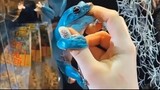 spesies katak unik berwarna biru toska - dunia binatang