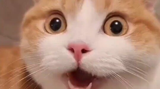 Not bad—can handle two cups a day! #BawangTeaJi #Caffeine #HowManyCupsOfCoffeeCanYouDrinkADay