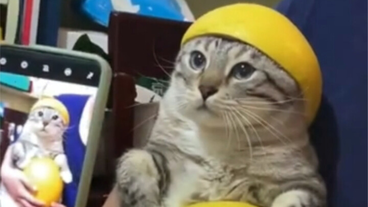 “Silly Kitten”