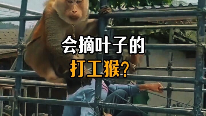 Thai Working Monkeys That Can Pick Coconuts?