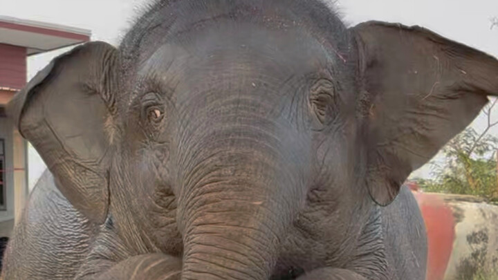 Chú voi bay bước ra từ phim hoạt hình 😂