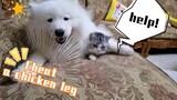 [Hewan]Kemarahan Anjing Setelah Ditipu