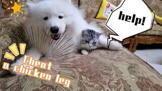 Người quay phim bị chú chó lừa và trở nên tức giận