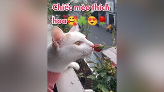 Lâu lâu không phá nữa yêu đời bữa cho con sen nó vui😂 yeumeo meocute thuimapdit yeuhoa