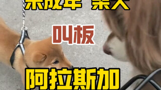 ลูกสุนัขชิบะที่ยังไม่บรรลุนิติภาวะกล้าท้าชนอลาสก้า