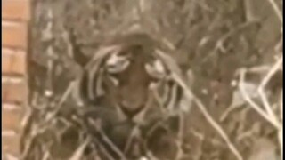 Everything You Need to Know About Wandashan No. 1