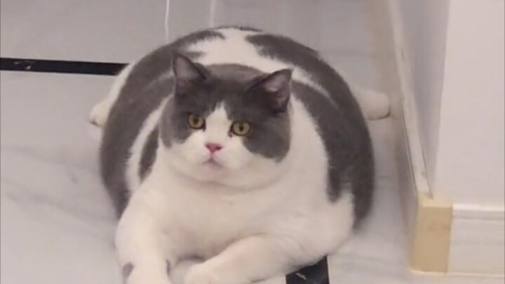 哇，一坨小猪咪！