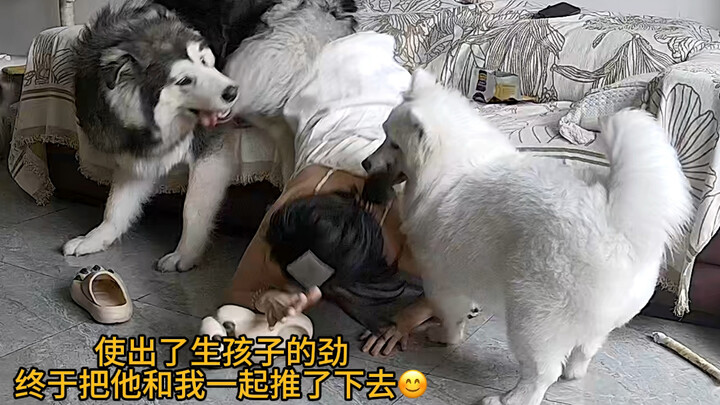 تربيتي لألسكا كادت تقتلني!